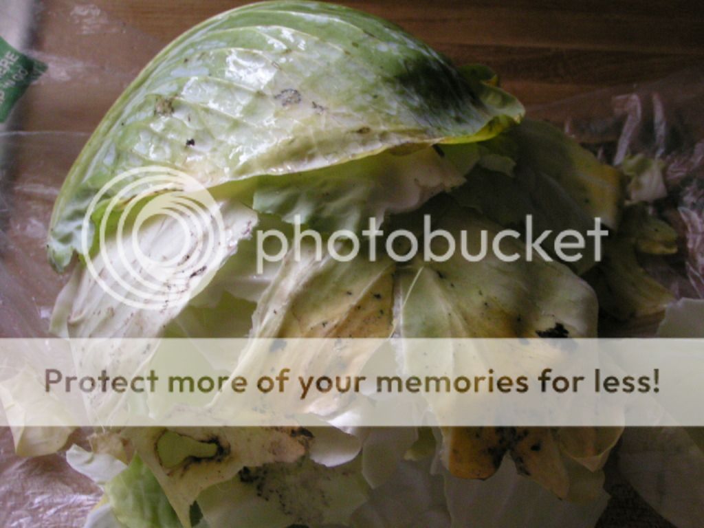 cabbage safe to eat in fridge for 2 month The