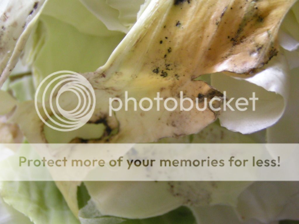 cabbage safe to eat in fridge for 2 month My Tractor Forum