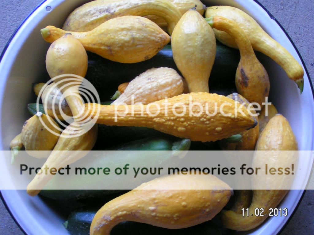 Is bumpy squash normal? My Tractor Forum