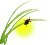 firefly.gif